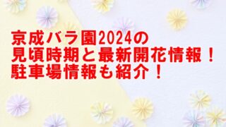 京成バラ園2024の見頃時期と最新開花情報！駐車場も紹介！